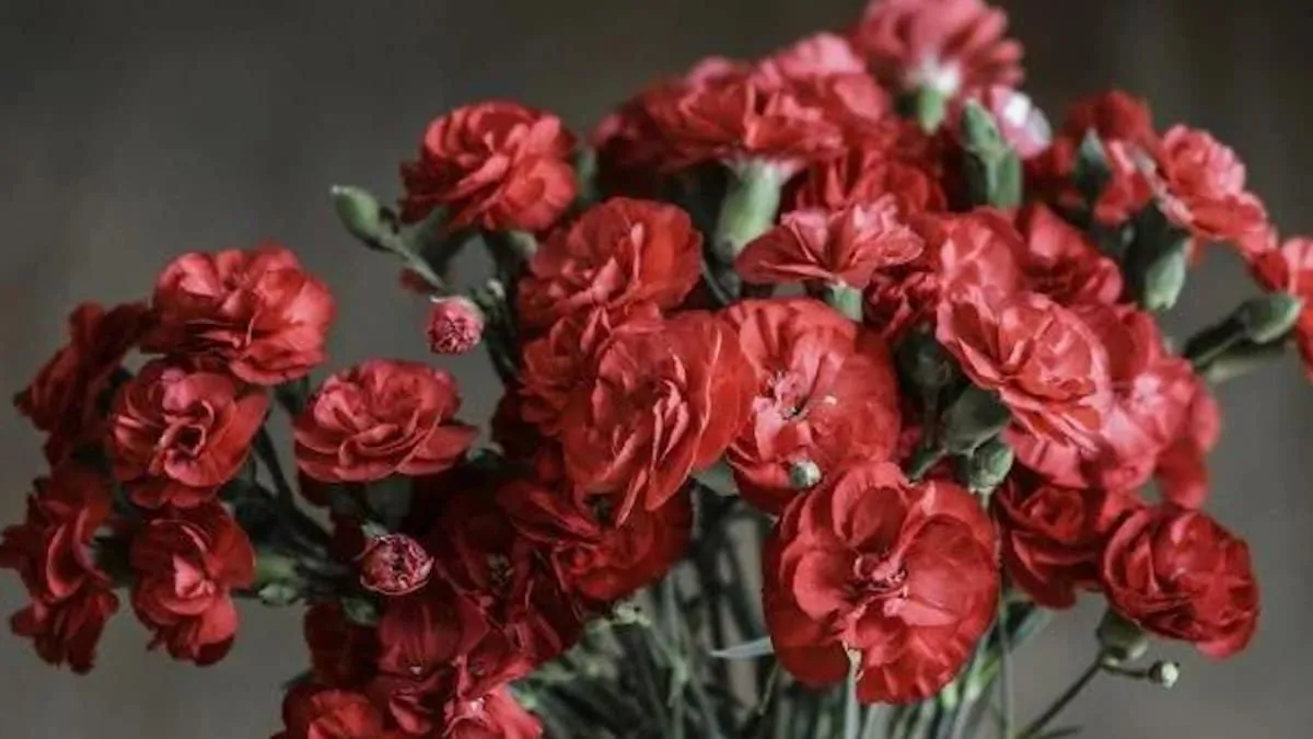 El arte de cultivar claveles: tips para una floración perfecta