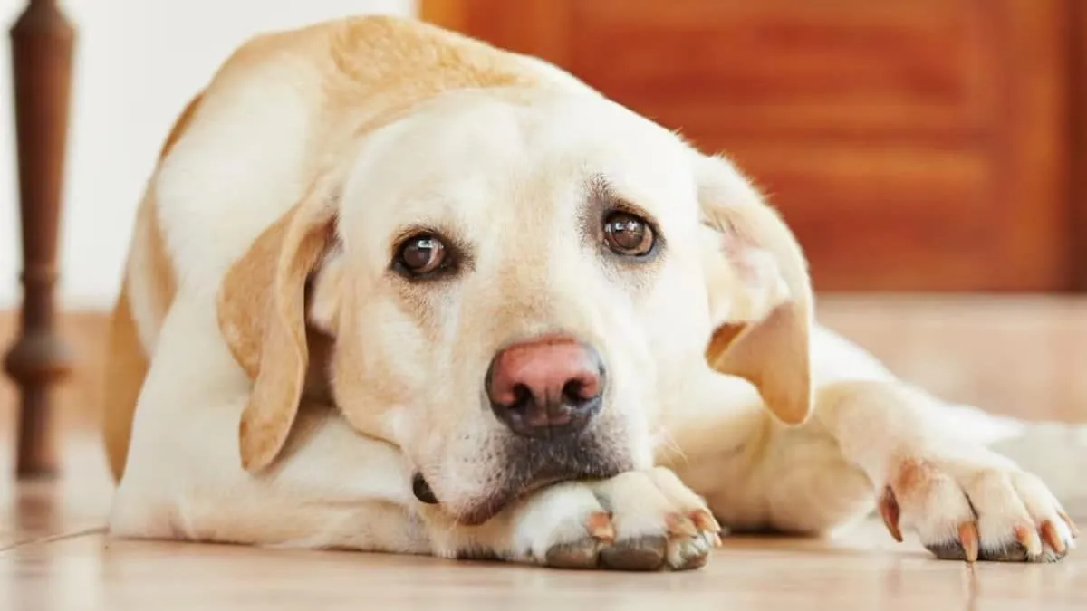 La importancia de mantener el equilibrio en la educación canina