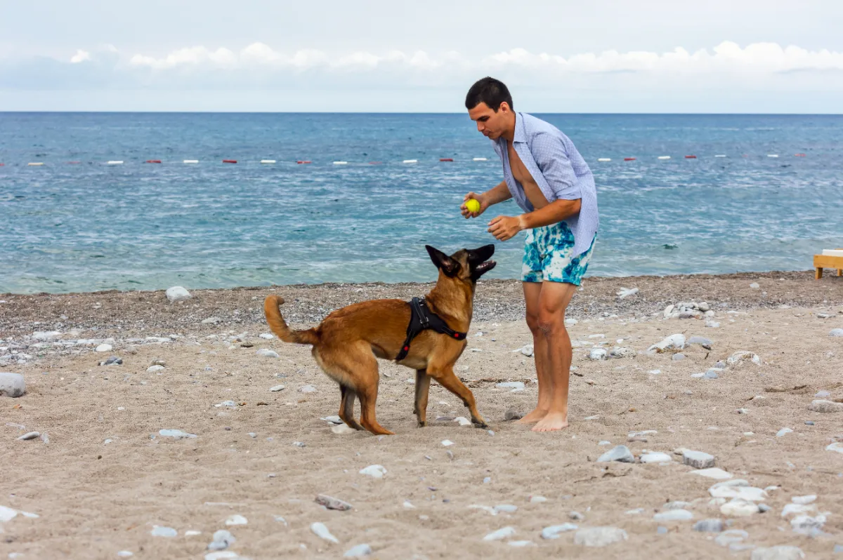 Cómo mejorar la relación con tu perro a través de hábitos saludables